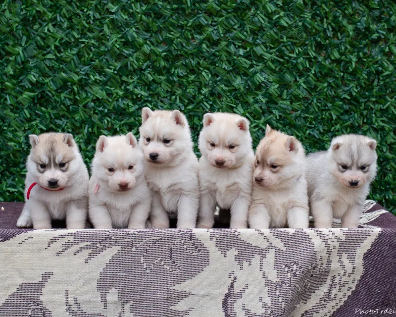 Sibirski haski stenci