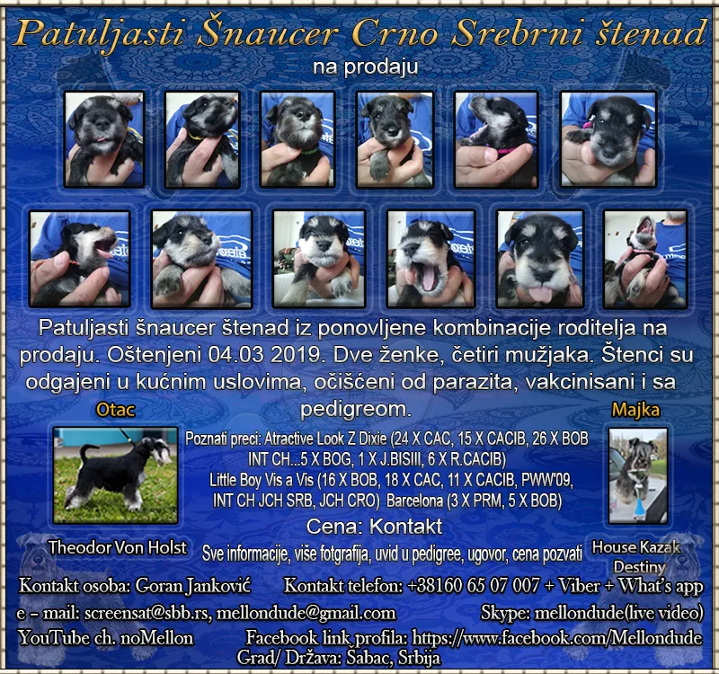  Patuljasti šnaucer Crno Srebrni