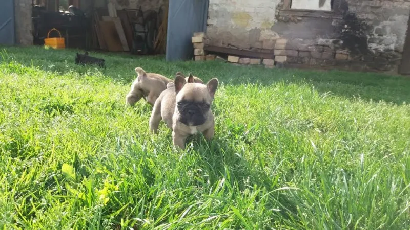 Štenci francuskog buldoga na prodaju