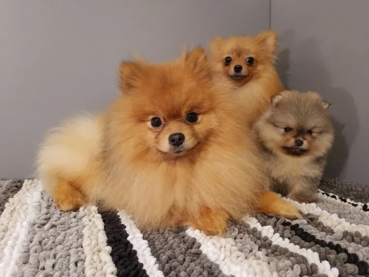 Miniaturni pomeranski štenac