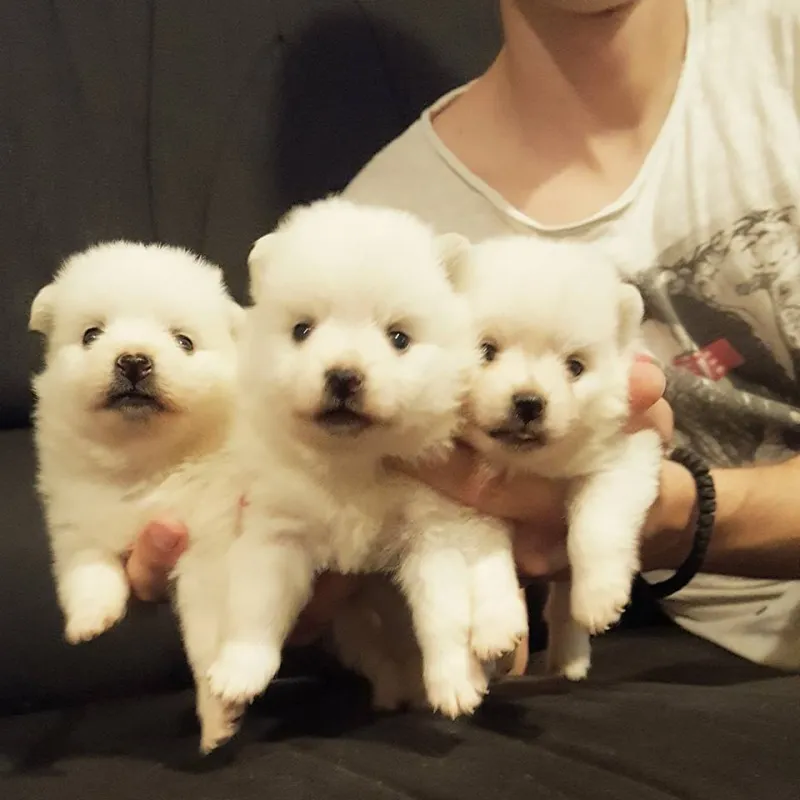 Bijeli mini pomeranski štenci
