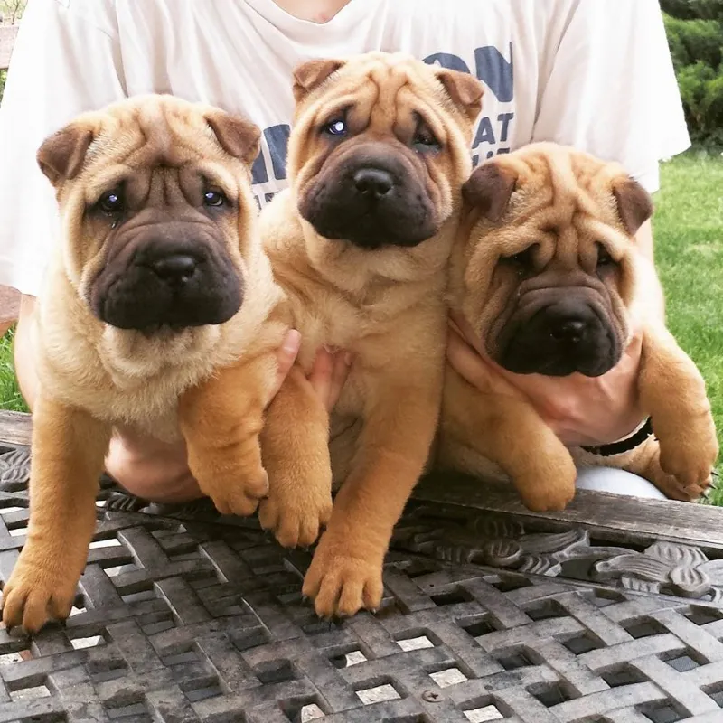 Shar-pei ŝenki (zdravstveni testirani roditelji)