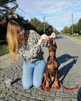 Doberman