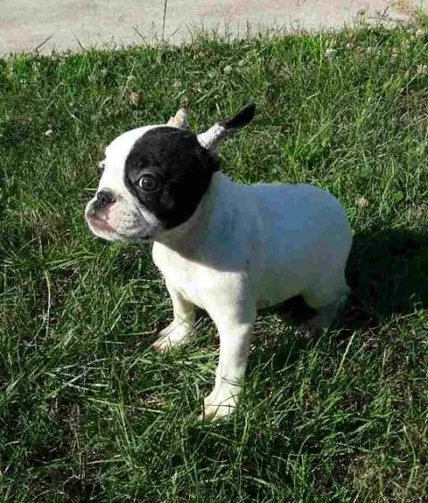 Francuski buldog, zensko stene