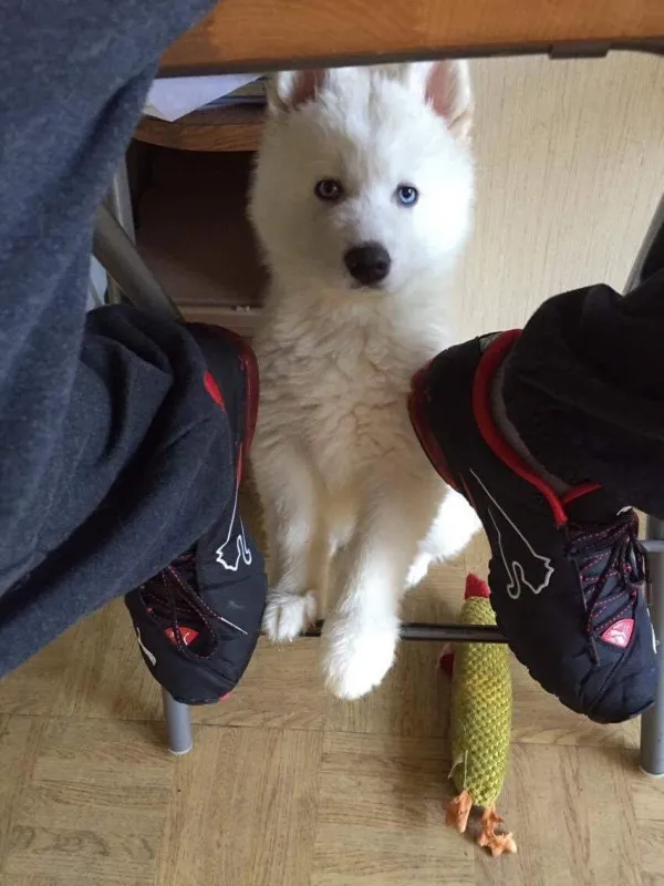 Plavi eyed Samoyed štence.
