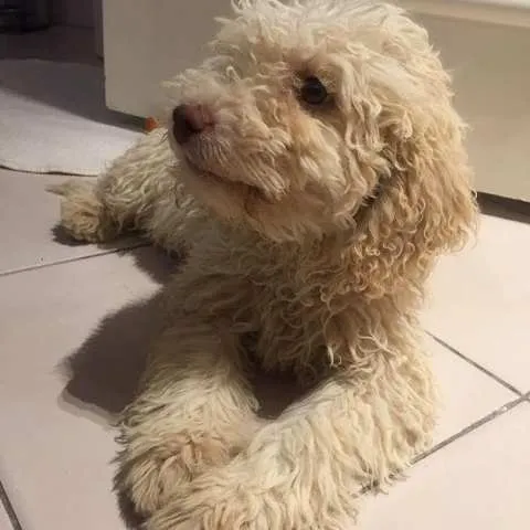 Lagotto Romagnolo, stenci