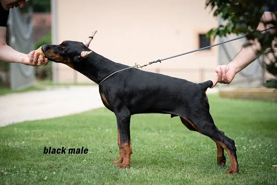 Na prodaju štenad dobermana