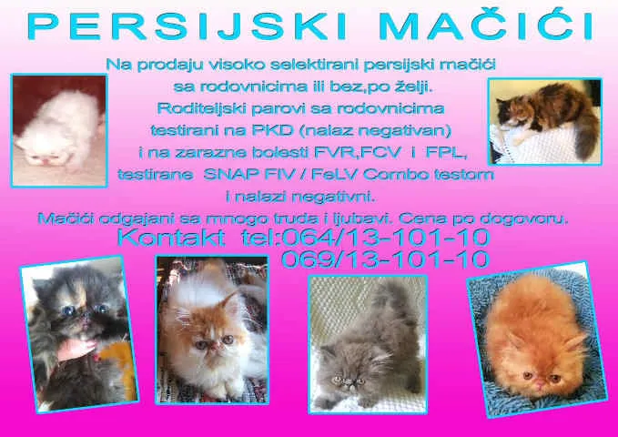 PERSIJSKI MAČIĆI vrhunskog kvaliteta