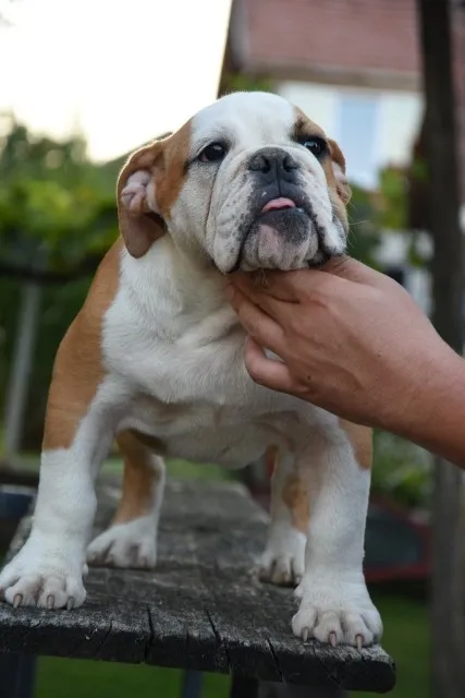 Engleski buldog, štenci