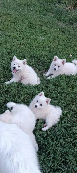 Nemački spic stenci