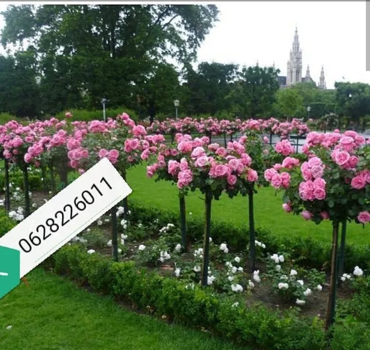 Na prodaju sadnice ruza stablasica, mini ruza, ukrasnog bilja, vocnih sadnica