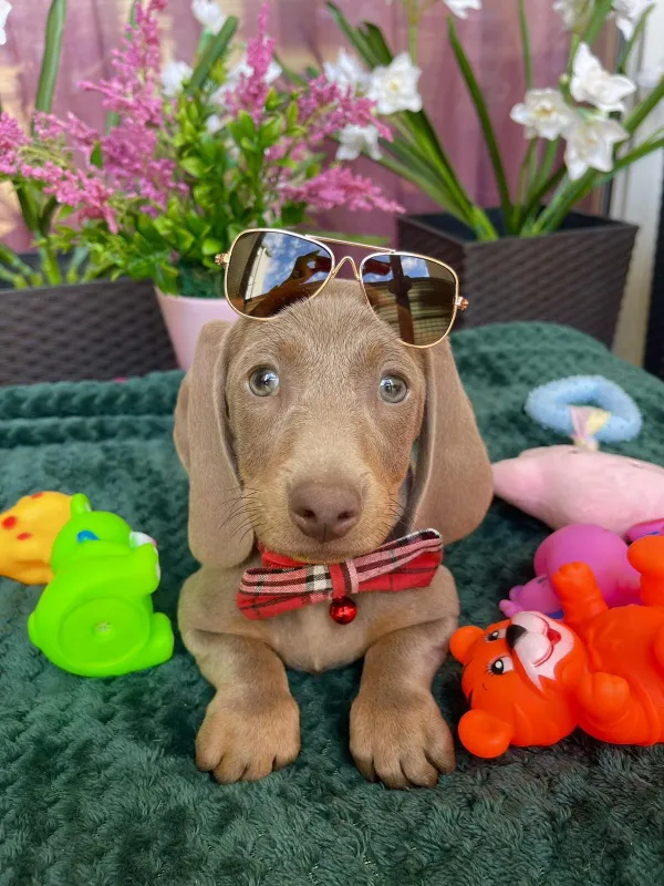 Patuljasti Jazavičar egzotične boje