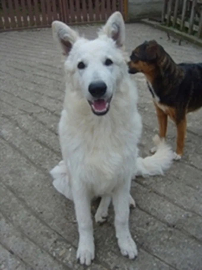 Beli Svajcarski Ovcar-Aktivan pas za aktivne ljude