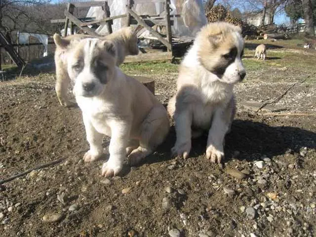 Srednjeazijski ovcar - stenci odlicnog porekla