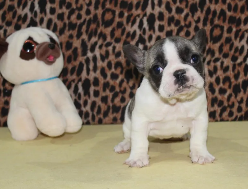 Francuski Buldog PRELEPI štenci