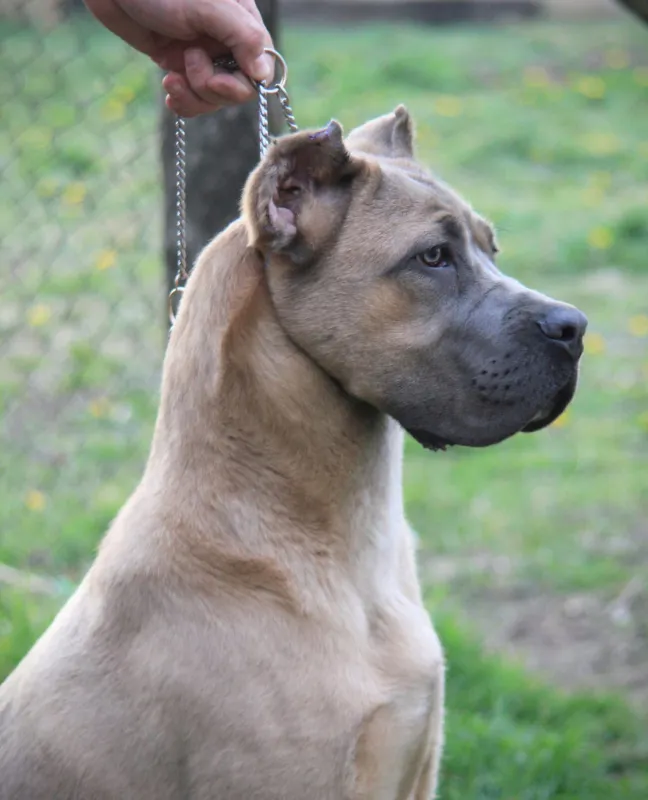 Cane Corso 