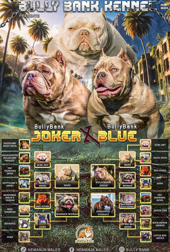 American Bully Ženka je stara 13 meseci, vrhunskog, izuzetnog porekla