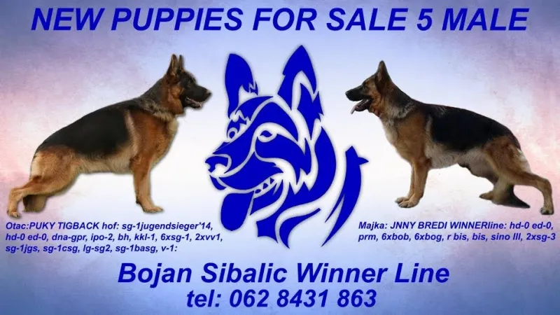 Na prodaju stenad nemackog ovcara