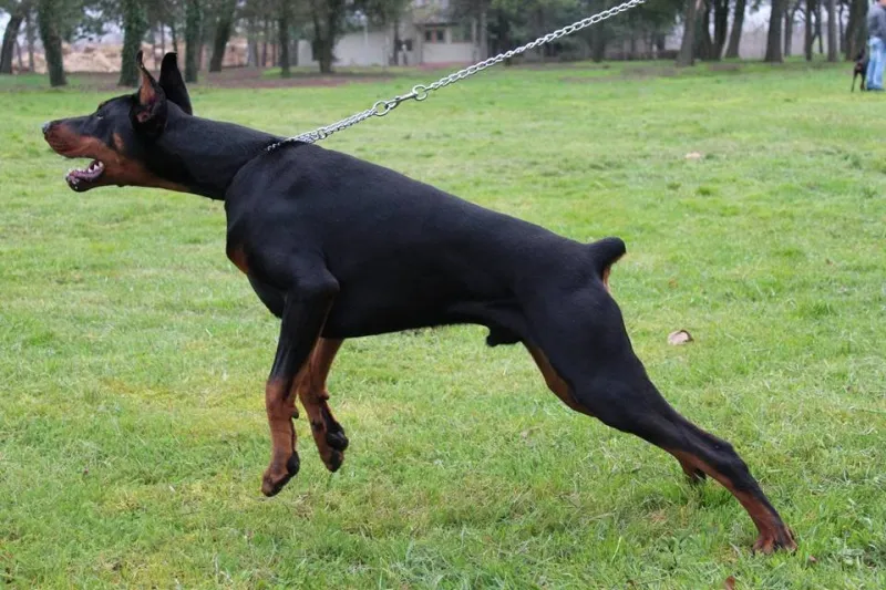Doberman stenci i dva odrasla psa na prodaju