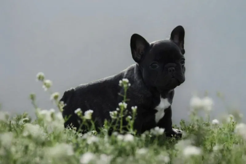 Francuski Buldog prelepi štenci