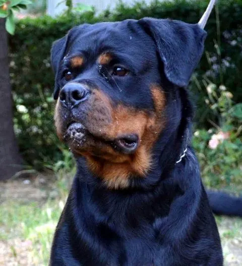 Rotvajler, zenka i muzjak