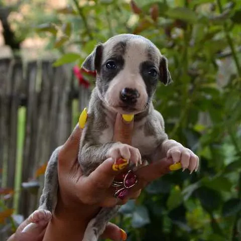 Mali Engleski Hrt Whippet, štenci