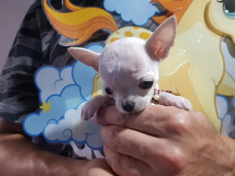 Princess mini civave  