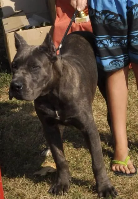 Cane Corso, sivo tigrasti mužjak