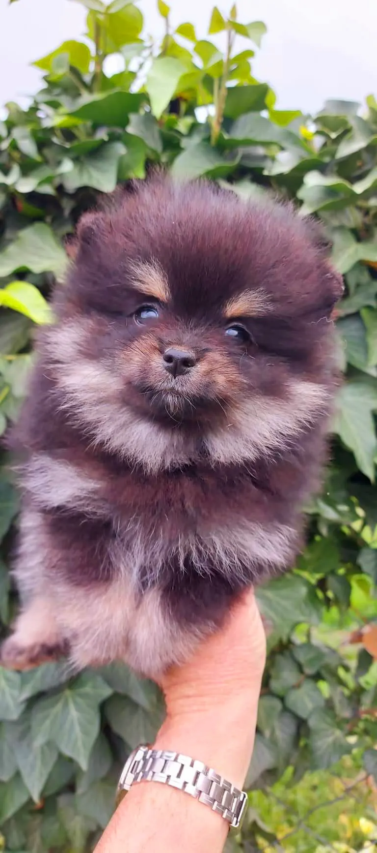 Pomeranac stenci