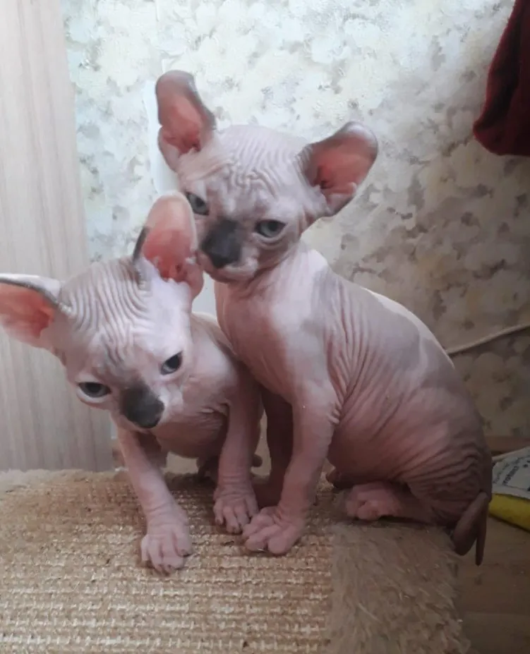 Sfinks mačići (Sphynx)