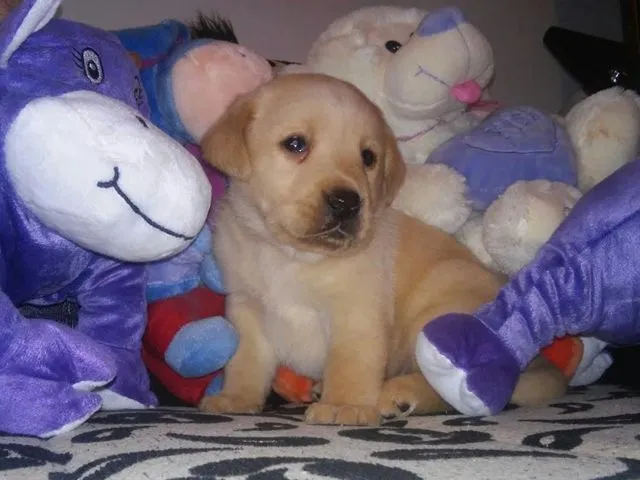 Labrador Retriver - stenci vrhunskih krvnih linija