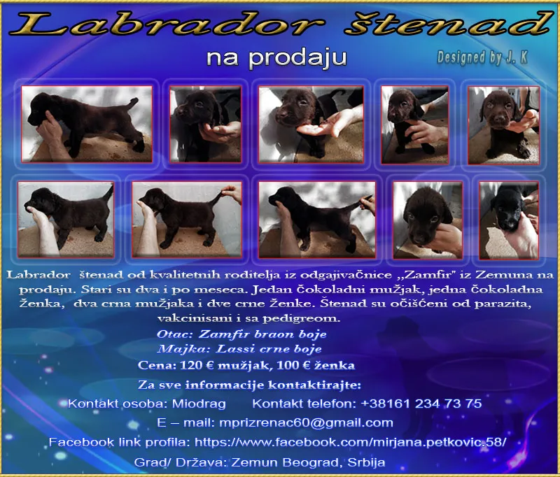 Labrador