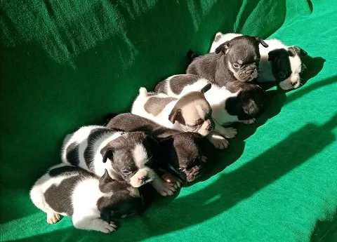 Francuski buldog stenci