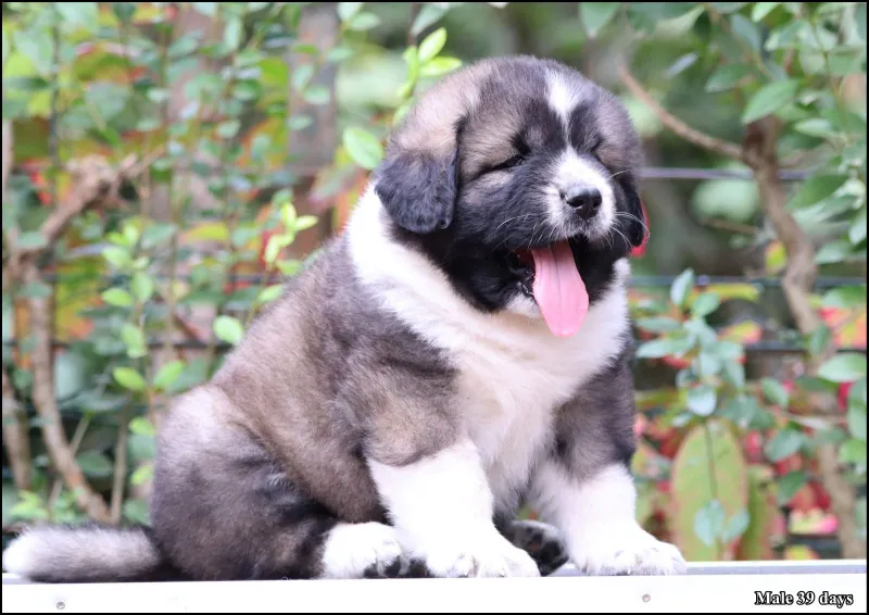 Kavkaski ovčar PRELEPI štenci