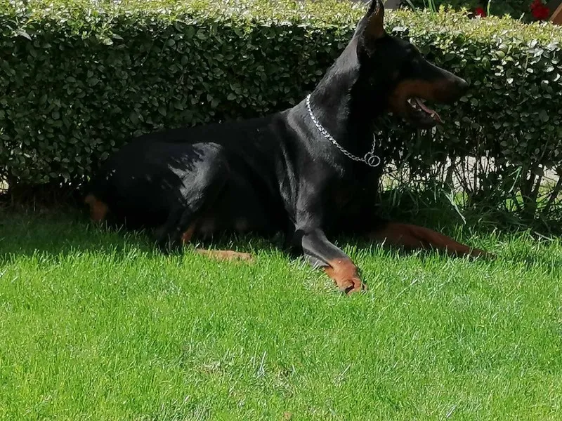Doberman - skotna zenka