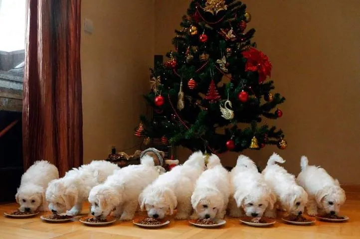 Kovrdzavi bisoni - stenad od roditelja sampiona