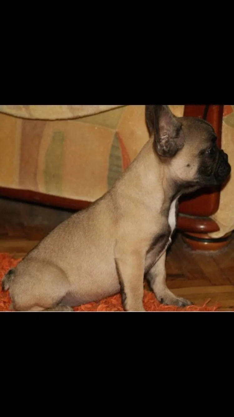 Francuski buldog stenci