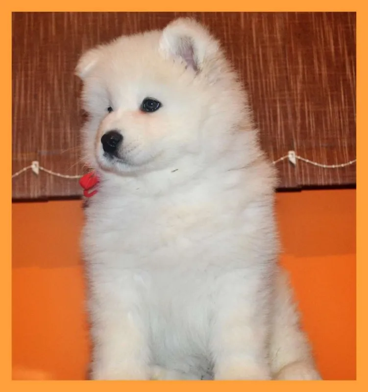 Samojed stenci odgajivacnica Peki Siberica