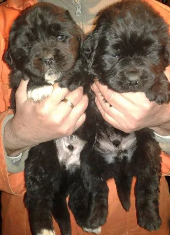 NEWFOUNDLAND stenci iz dva legla