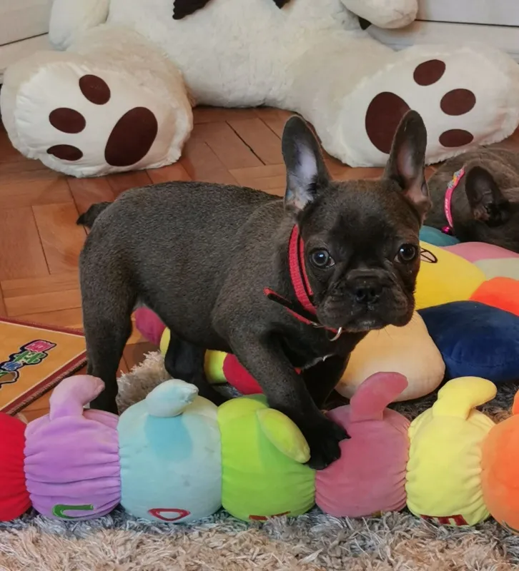 Francuski buldog