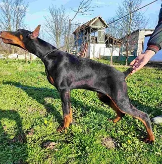 Doberman štenci