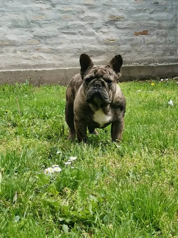 Francuski buldog mlad pas-Egzotik