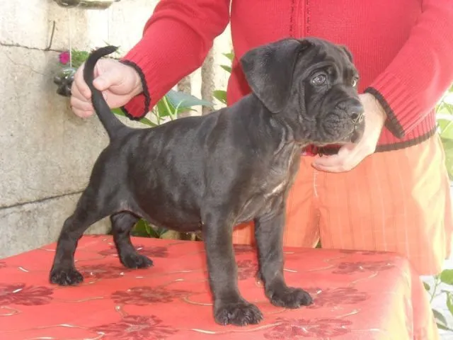 CANE CORSO VRHUNSKO TOP LEGLO NA PRODAJU !!!