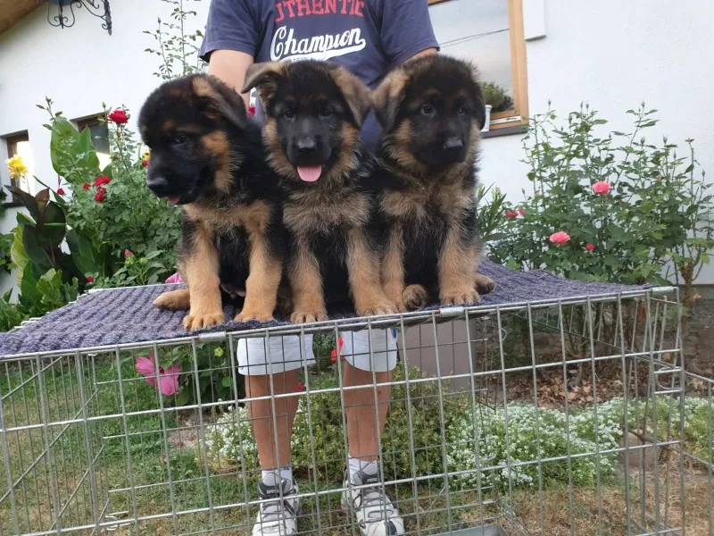 Nemački ovčar štenci