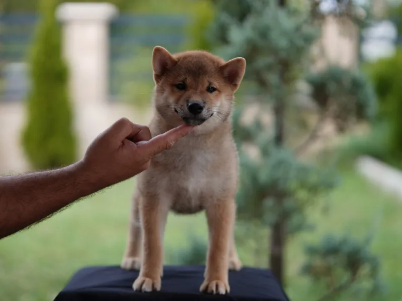 Shiba inu stenci