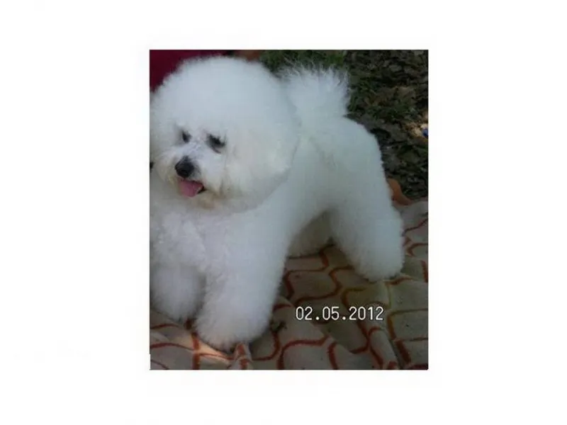 KOVRDZAVI BISON – Stenci