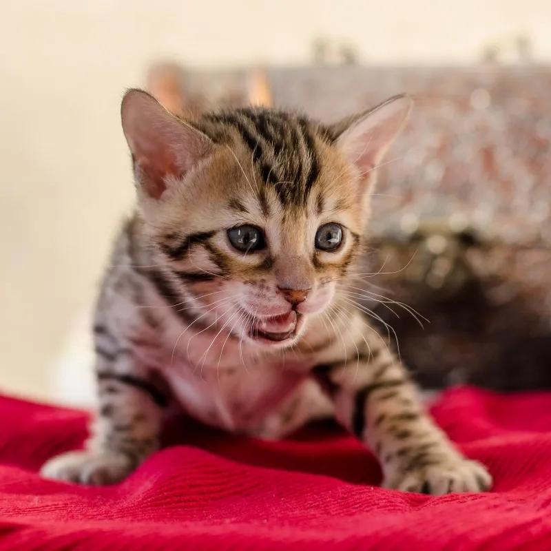 bengalska macka