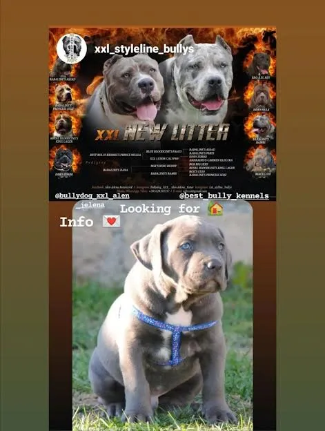 American bully xxl 