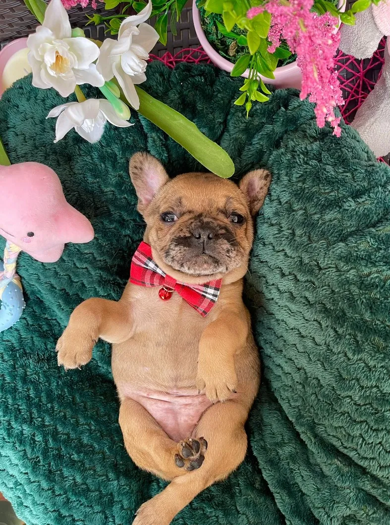 Francuski Buldog štenci