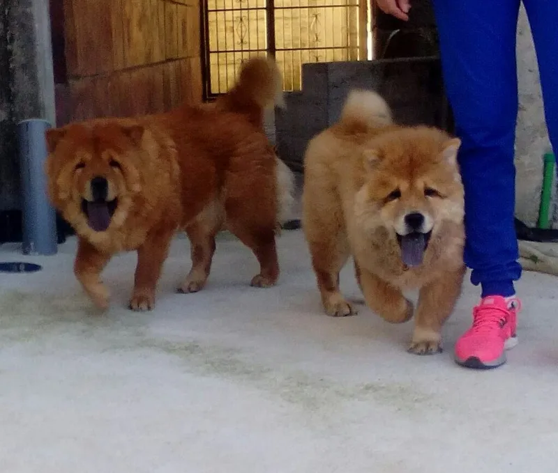 CHOW CHOW